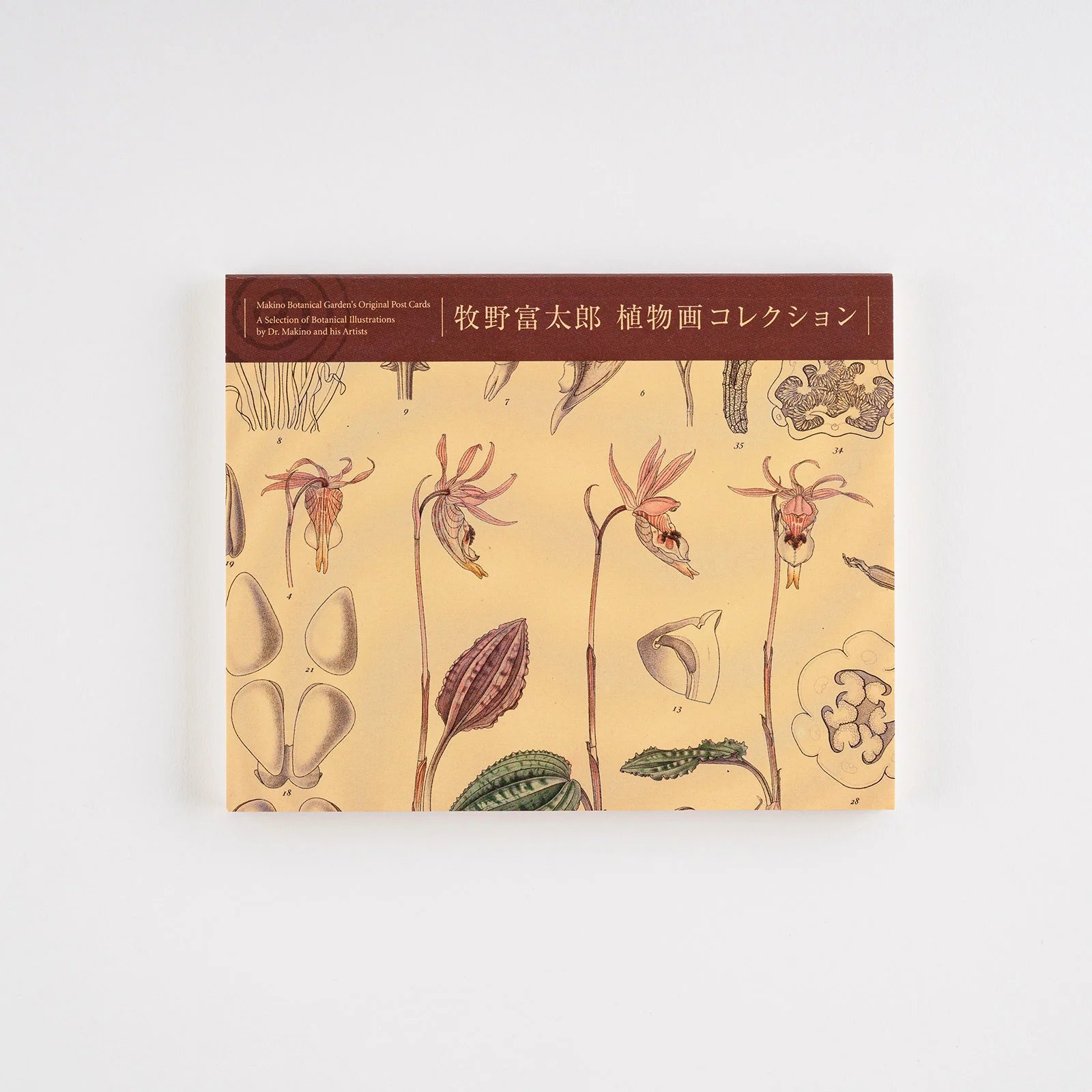 🌿 마키노 기념 정원 기념관(마키노 키넨 테이엔 키넨칸) 이미지 8